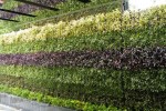 School hospital landscape promotes hospital vertical greening