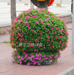 Flower pot type combined flower