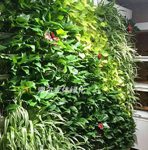Wifi Intelligent purification ecological plant wall