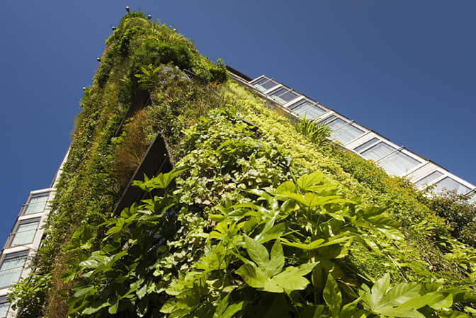 Vertical greening of plant wall in hotel landscape