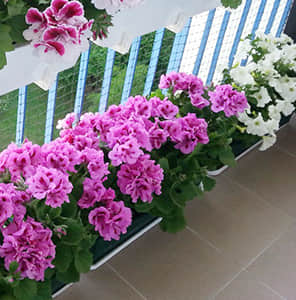 Balcony garden single basin combination Landscaping