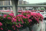 Landscape improvement of overpass
