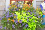 Tourism town landscape promotes the window sill beautification of guest house
