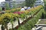 Square Park landscape improvement