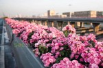 Landscape improvement of viaduct