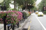 Improvement of municipal road landscape
