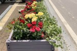 Road street landscape upgrade 1 sidewalk