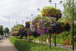 Road and street landscape upgrade 3