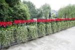 Improvement of municipal road landscape