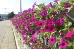 Improvement of municipal road landscape