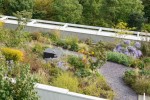 CBD building landscape upgrade roof garden