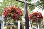 Road and street landscape upgrade 1