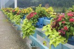 Improvement of municipal road landscape