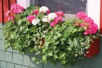 Road and street landscape enhance the window sill beautification of pedestrian street stores
