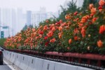 Landscape improvement of viaduct