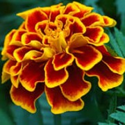 Southern Cone Marigold