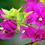 Triangle plum