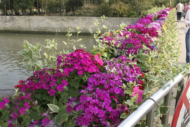 Square Park landscape improvement