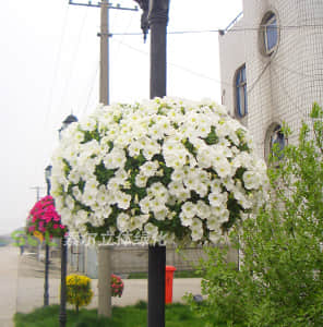 Aerial light pole greening