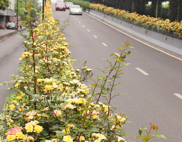Brief introduction of viaduct greening solution 2