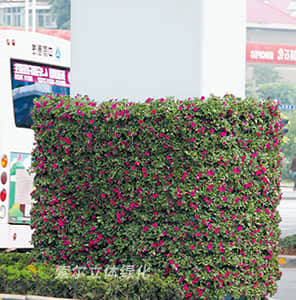 Greening of floor package Pier - Oval