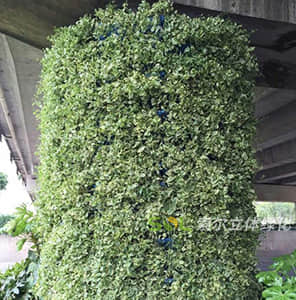 Floor package pier Greening - Cylindrical