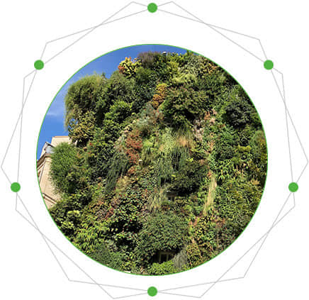 Characteristics of plant wall