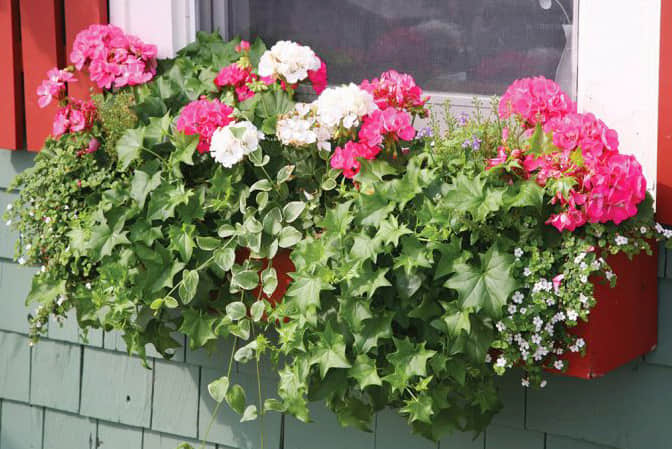 Road and street landscape enhance the window sill beautification of pedestrian street stores